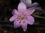 Hepatica Giselle